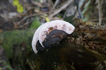 P1020317